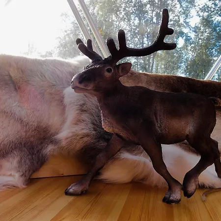 Wild Caribou Dome Luxuszelt 3*