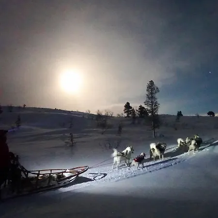 Wild Caribou Dome Lakselv