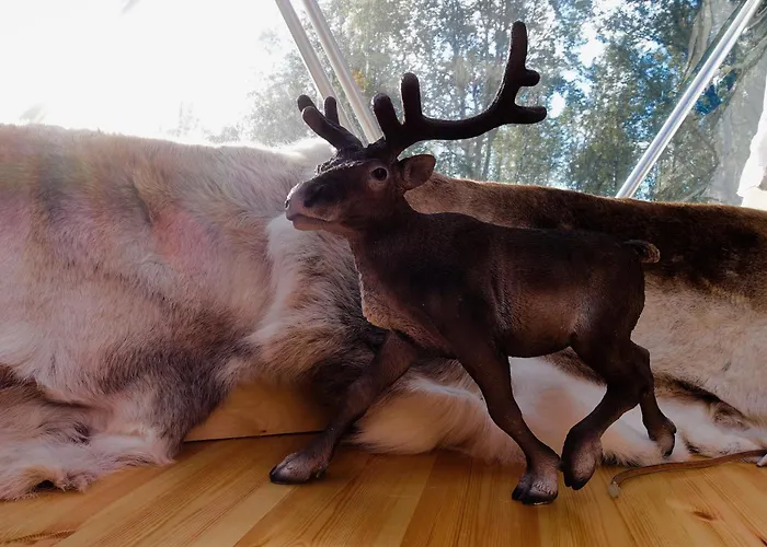Wild Caribou Dome Lüks kamp alanı 3*